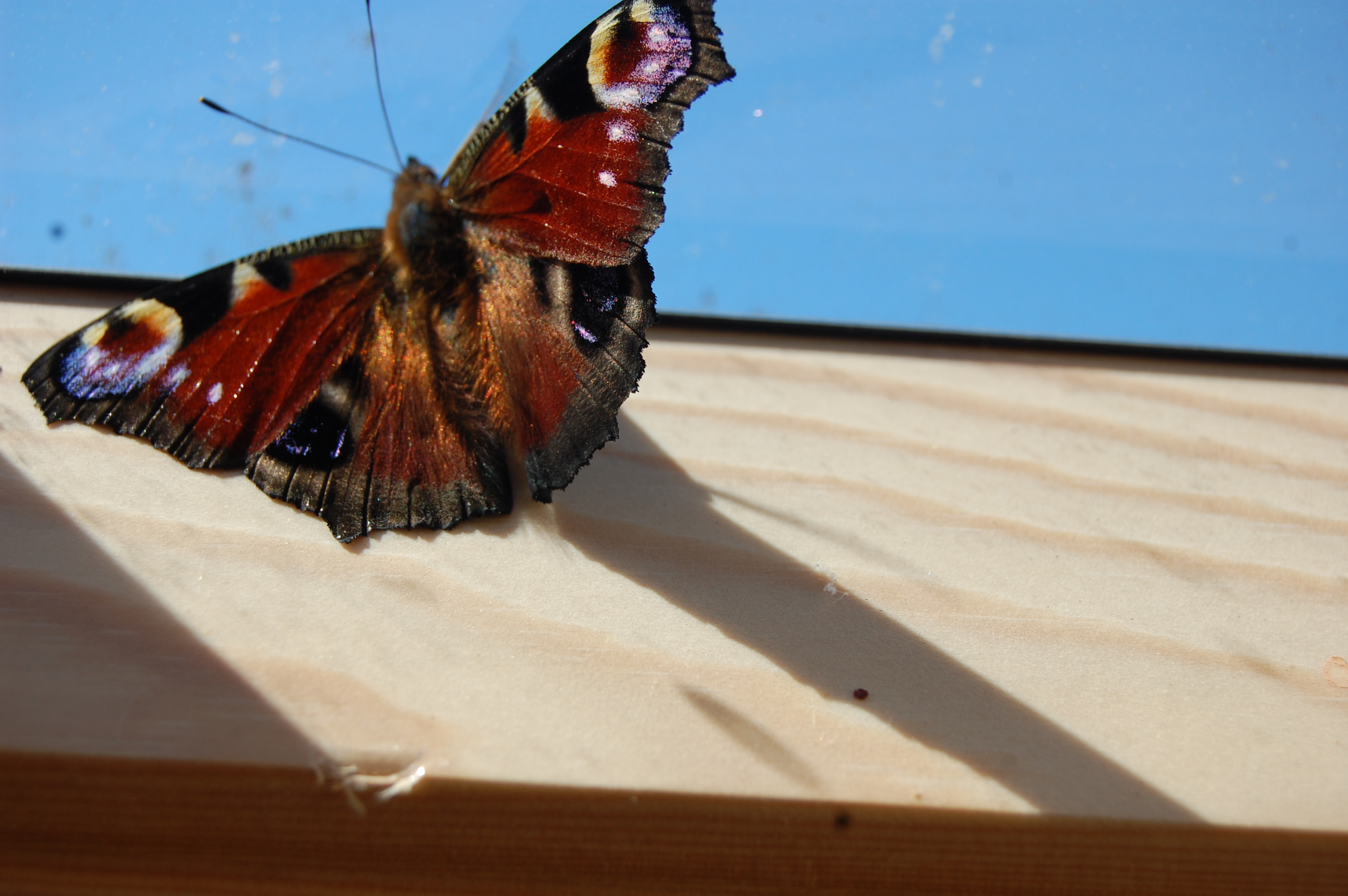 INTERPRETING LOCAL BIODIVERSITY: AN ORGANIC PERSPECTIVE