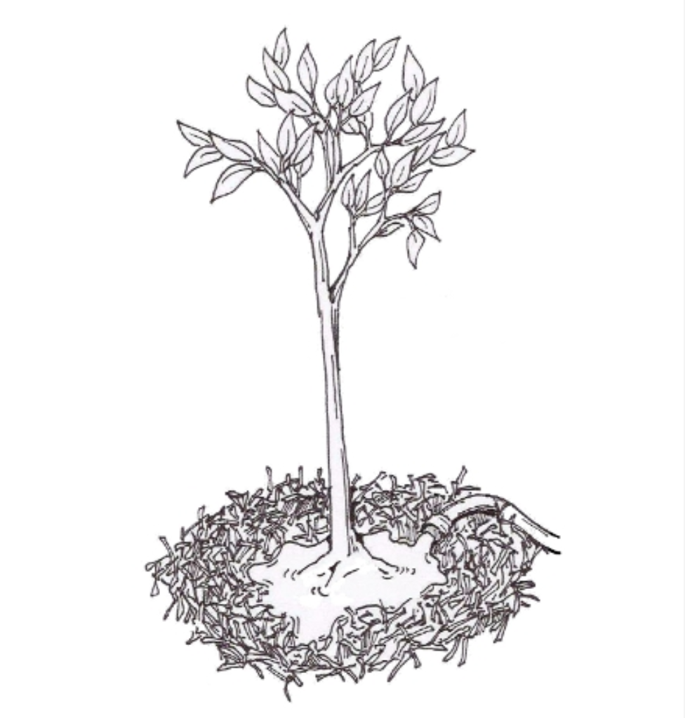 Continuous line drawing of small tree growth. Vector illustration vector de  Stock | Adobe Stock